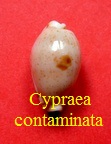 Cypraea contaminata, Sowerby 1832